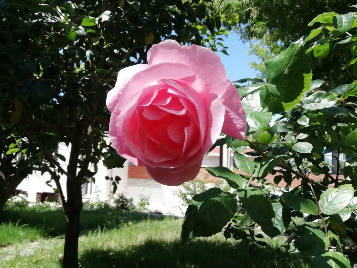 Casa Vacanze Villa Rosetta Dorgali Dış mekan fotoğraf